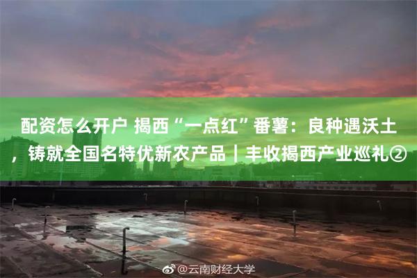 配资怎么开户 揭西“一点红”番薯：良种遇沃土，铸就全国名特优新农产品｜丰收揭西产业巡礼②